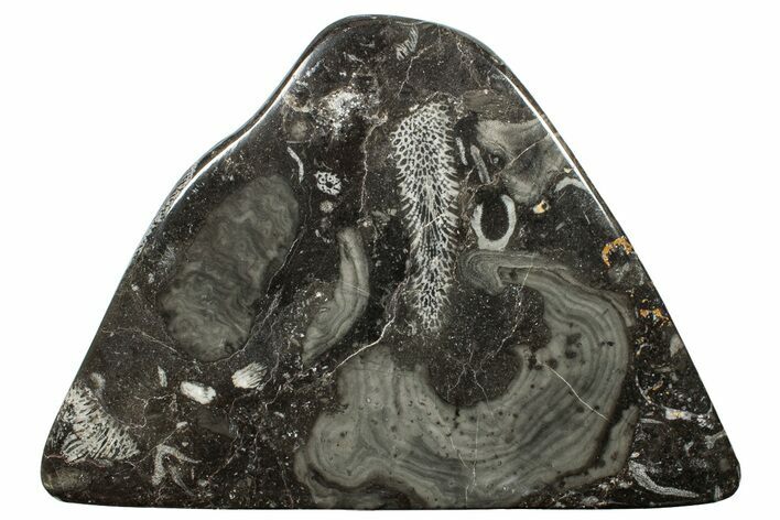 Polished Devonian Fossil Coral and Bryozoan Plate - Morocco #255620